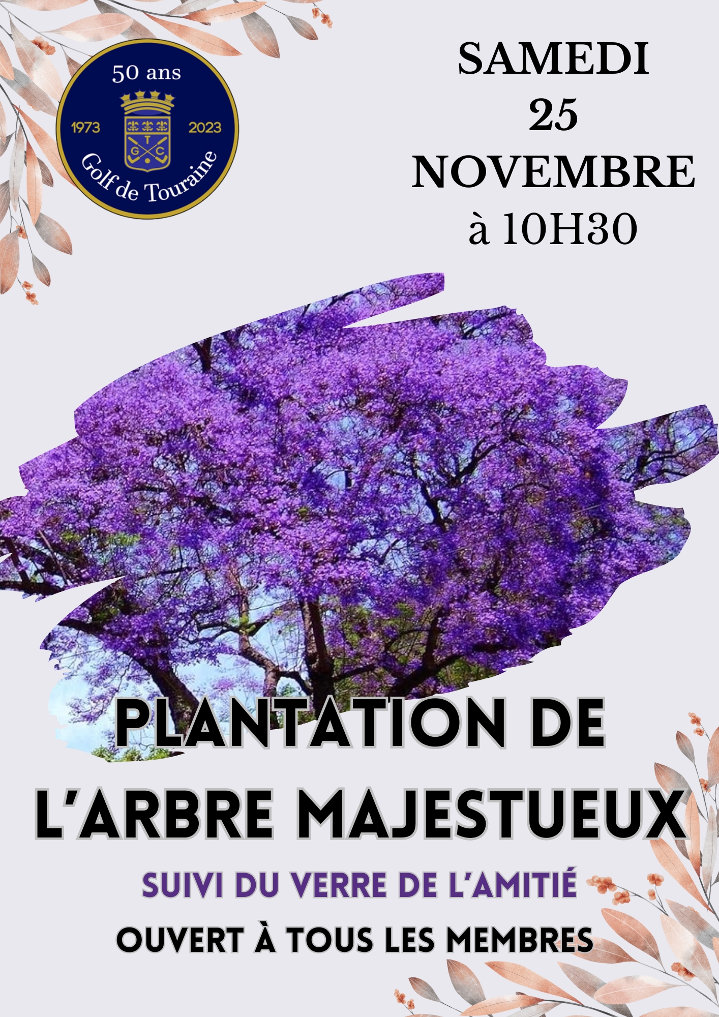 plantation paulownia
